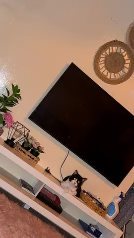 Free Cat for Adoption