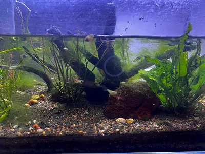 Freshwater Aquarium with Plants and other accessories