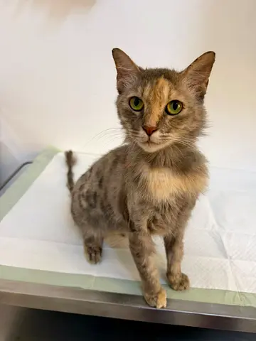 Cat for adoption