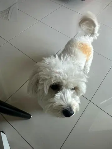 Maltipoo female