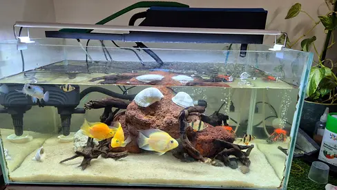Aquarium fish tank (62LX35WX30H) complete set with fish,accessories and decorations.