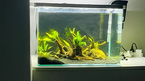 Planted Aquarium Tank with Filter, Light and Driftwood (50x35 cm)