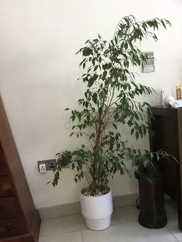 Ficus benjamina (Weeping fig) + white glazed ceramic pot