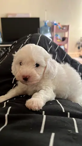 Young white Maltese/Poodle mix puppy — 6 weeks, friendly and healthy