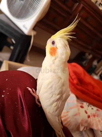 العين /زاخر