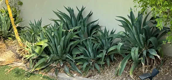 Weber Agave and Aloe vera