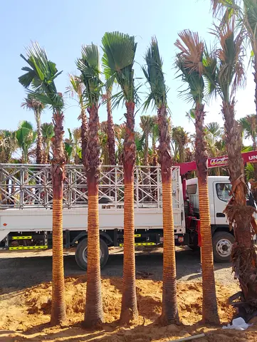 Washingtonia Palm