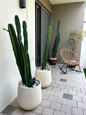 Plants