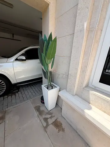 Tall Artificial Snake Plant in White Square Planter - Good Condition