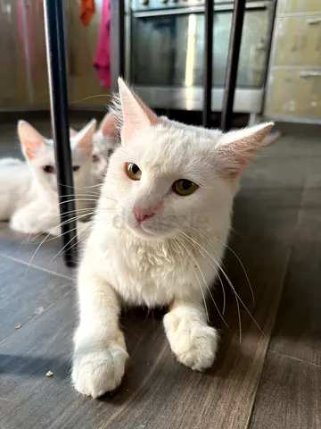 White cat free for adoption