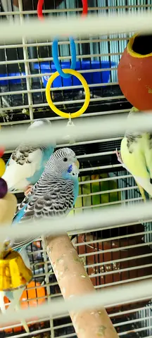 Free adoption for 7 Budgies