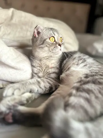 Looking for a male British Shorthair cat companion for my Scottish Fold female in Dubai.