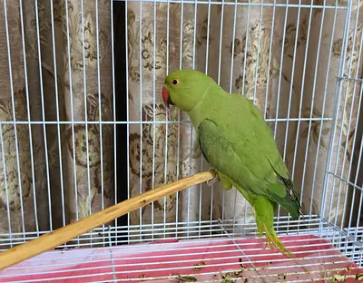 Indian ringneck parrot