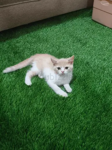 Two adorable male kittens!