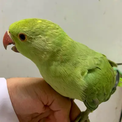 Great parrot