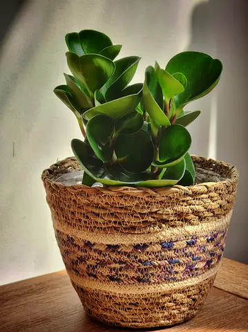 Peperomia obtusifolia (baby rubber plant) with basket