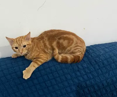 Beautiful Persian Male Cat absolutely free adoption