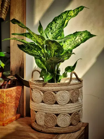 Dieffenbachia Compacta indoor plant with jute planter basket