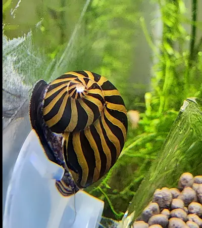 Yellow Nerite Snail