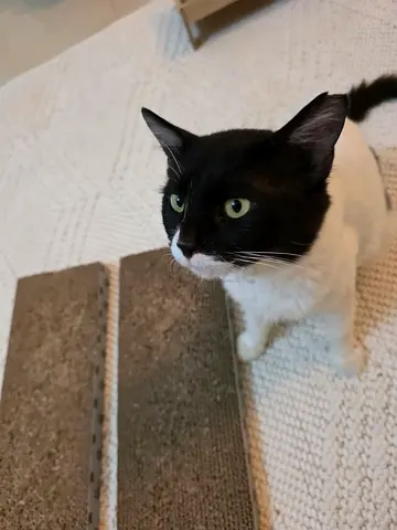 Free adoption for a friendly adult black-and-white cat available for adoption (rescue)
