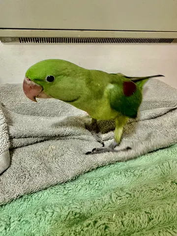 Green parrot (male) looking for a new home - friendly and tame