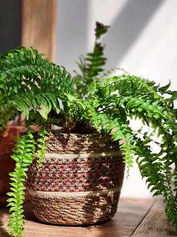Boston fern indoor plant in seagrass planter basket