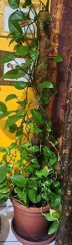Plants
