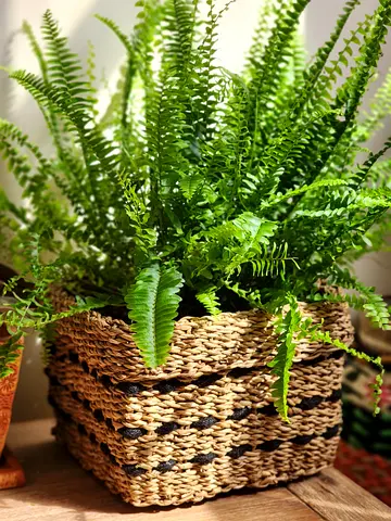 Boston fern indoor plant in square shaped seagrass planter basket