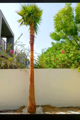 Washingtonia Palm
