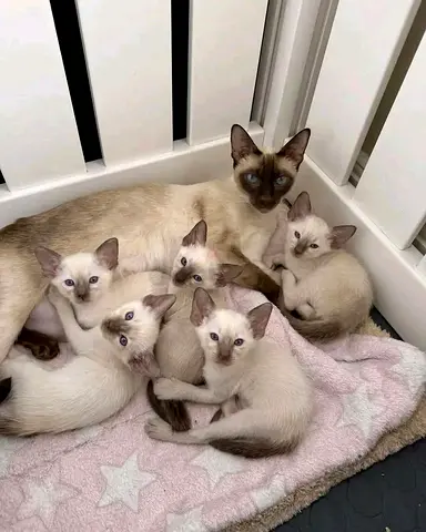 Siberian kittens males and females