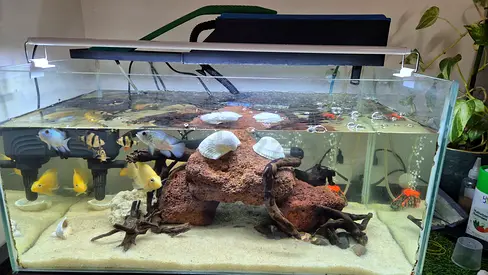 Aquarium fish tank (62LX35WX30H) complete set with fish
