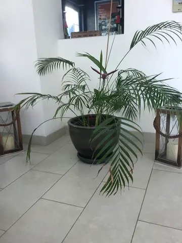 Areca palm + terracotta pot