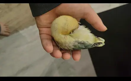 Fishers bird is trained to threaten both internally and externally