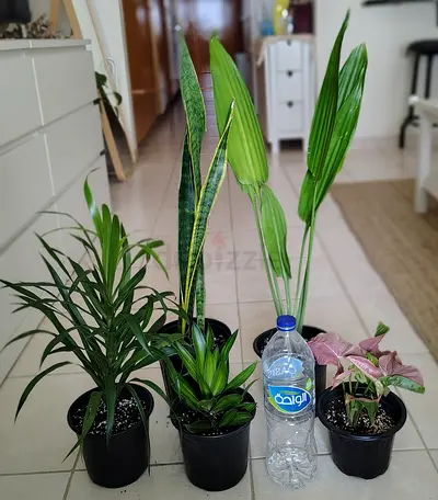 Take all 5 easy to take care  indoor plants Final price , last price , best price  90 dhs only