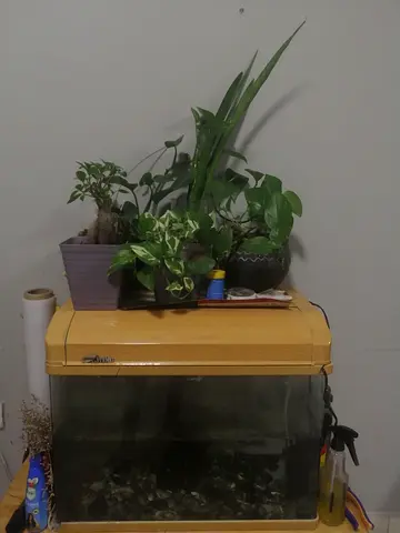 Fish tank with fish