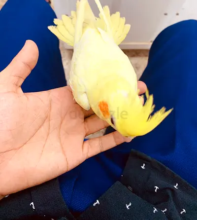 Cockatiel hand tamed very friendly