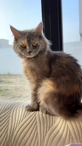 Cats for adoption