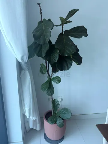 Fiddle Leaf Fig (Ficus lyrata) - Healthy Indoor Potted Plant - Buyer must arrange pickup