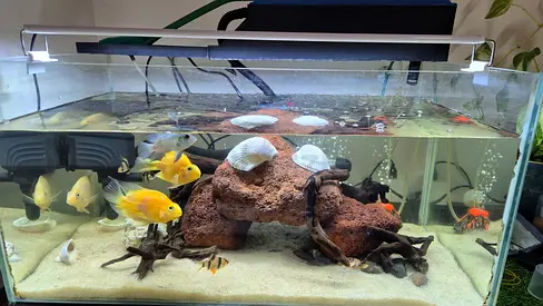Aquarium fish tank (62LX35WX30H) complete set with fish,accessories and decorations.