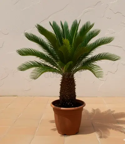 Cycas Palm (Sago Palm)-Indoor/Outdoor Plant {Free delivery}