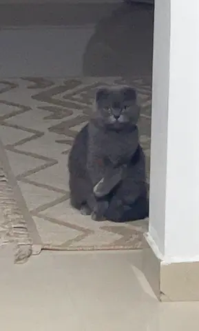 Scottish fold for adoption.
