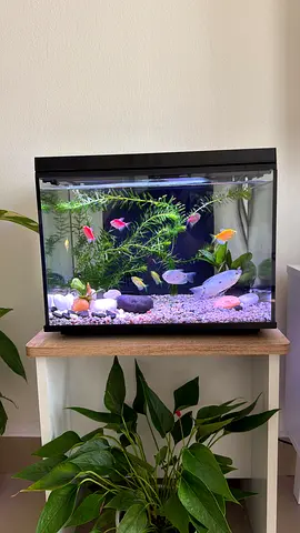 18L Glass Aquarium with LED Light, Filter, Plants and decorations