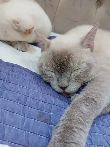 British Shorthair cat available for adoption — calm, indoor pet . Potty trained. Fee Cat pair