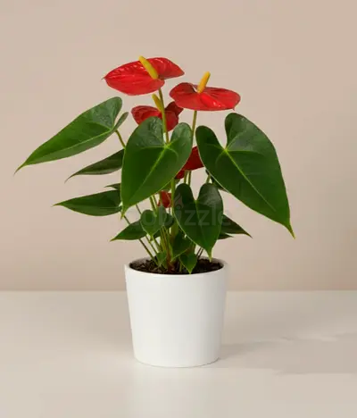 Red Anthurium Plant [flamingo] in White Pot -free delivery