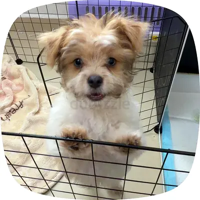 Adorable 5-Month-Old Havanese Puppy – Fully Vaccinated  Healthy