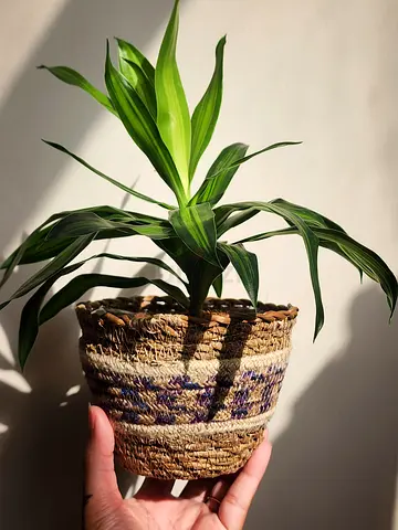 Dracaena Reflexa (Song of Jamaica) indoor plant with seagrass planter basket