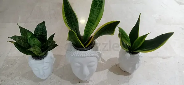 Plants