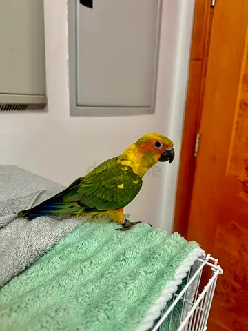 Hand-raised Green and Yellow Conure - Friendly Pet Bird