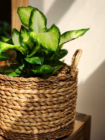 Dieffenbachia Camilla indoor plant with seagrass planter basket