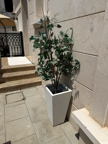 Tall white planter with artificial ficus plant - good condition
